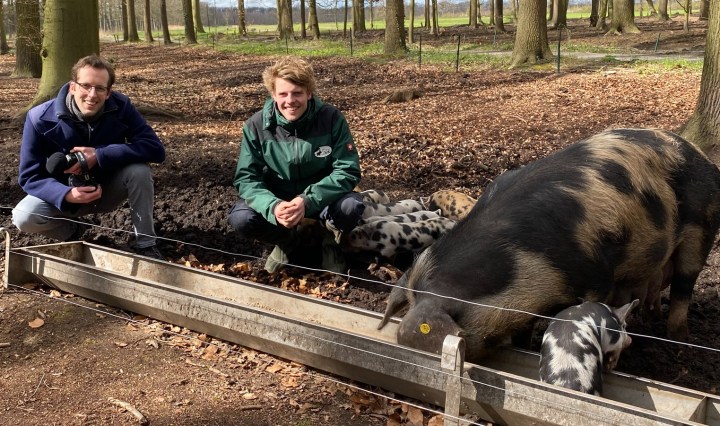 Zegert en Josse naast een zeug met haar biggen. De zeug en biggen eten uit een metalen voerbak.